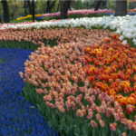 Istanbul se tiñe de colores con la floración de los tulipanes